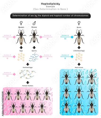 Haplodiploidy Infographic Diagram sex determination by diploid or haploid chromosomes number bee drone fertilize egg result male unfertilized result female heredity genetic science education vector