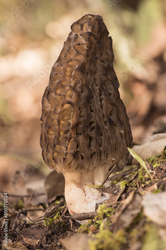 Morchella sp spring mushrooms with the appearance of honeycomb, dark brown or light brown, sheets forming cells and trabeculae
