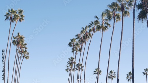 Row of palm trees on street in waterfront beachfront city near Los Angeles and Santa Monica, California summertime vibes, USA. Waterside summer vacations, palmtrees by ocean beach or coast, blue sky.