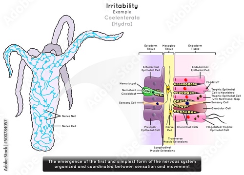 Irritability in Coelenterata Infographic Diagram example hydra emergence of first simplest form of nervous system parts structure nerve cell net sensation movement biology science education vector