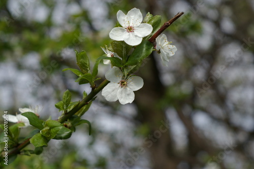 Białe kwiaty drzewka owocowego