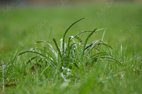 Kępa trawy pokryta kroplami deszczu