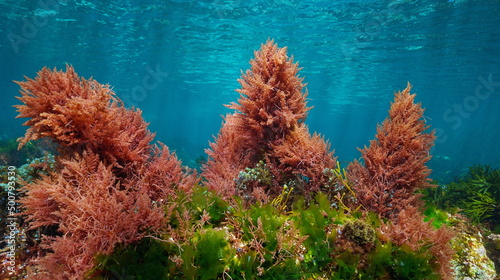 Red and green algae with blue water, underwater colors in the ocean (mostly Asparagopsis armata and Ulva lactuca seaweeds), eastern Atlantic, Spain