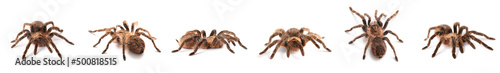 Set of tarantula spider isolated on white