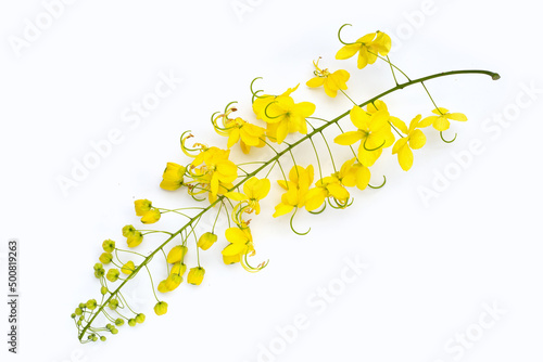 Golden shower or cassia fistula flower on white background.