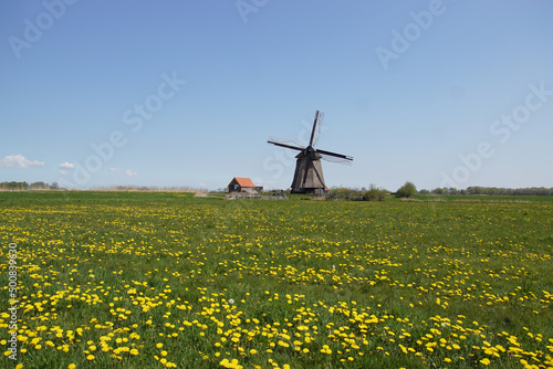 Old Dutch thatched windmill (circa 1591, rebuilt 1993) called Bosmolen. Meadow with dandelions in the Netherlands near village of Bergen. Netherlands, April