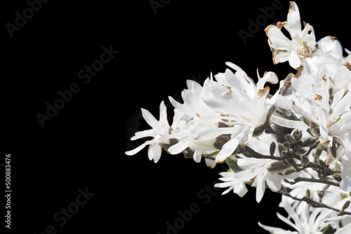 on the right, white magnolia flowers on a black background. white flowers