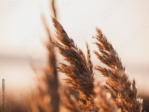 Fluffy golden reeds on sunset sky background against sunlight. Trendy natural pampas grass botanical background for poster website wallpaper design. Dry gold reed on the lake. Autumn nature sunny day.