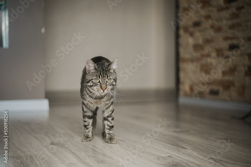 Kot chodzący po domu