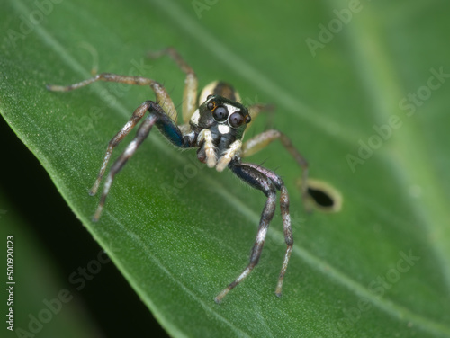 jumping spider on the leaf