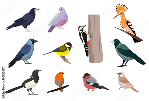 urban birds illustration vector