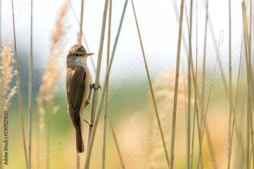 Great Reed Warbler on a reed (Acrocephalus arundinaceus) 