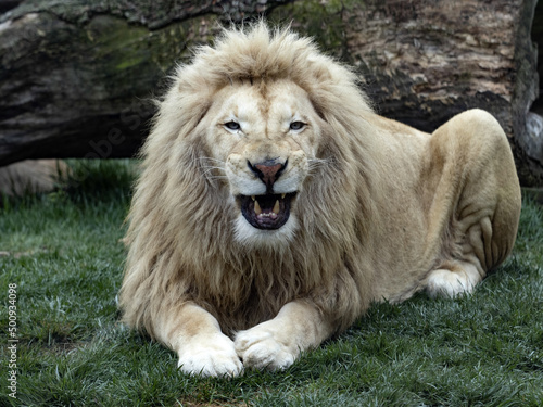 The Southern African lion, Panthera leo melanochaita, was already extinct in the wild, living only in human care.