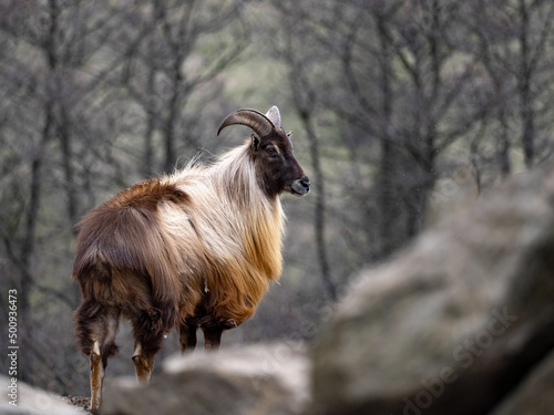 Himalayan tahr, Hemitragus jemlahicus, an agile alpine goat with beautiful fur.
