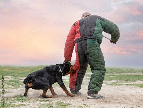 training of rottweiler