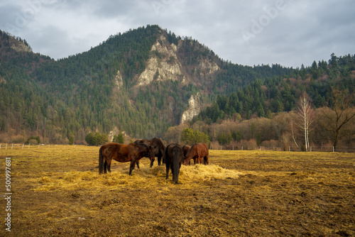 Horses on the background of mountains. Konie na tle gór