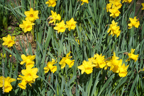 Yellow daffodils flowers in flowerbed