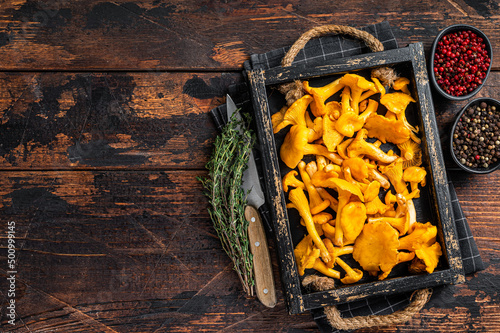 Harvested Raw Chanterelles mushrooms in a rustic tray. Dark Wooden background. Top view. Copy space