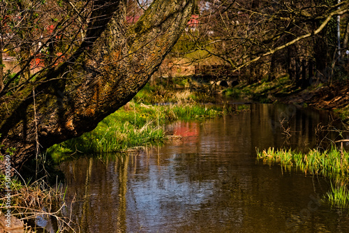Stare pochylone , sędziwe drzewo na brzegu strumienia wczesną wiosną na tle mostu i domów . Młode listki rozwijające się na drzewie .