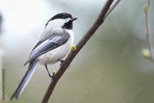 Black capped chickadee (Poecile atricapillus) perched on a budding cottonwood branch.