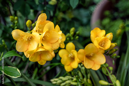 Yellow freesia flowers, perennial flowering bulbs