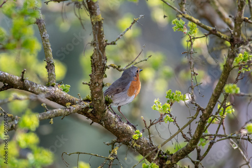 robin on a branch