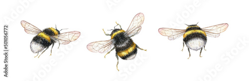 Watercolor bumblebee illustration. Summer insect clipart set. Save the bees. Print design.