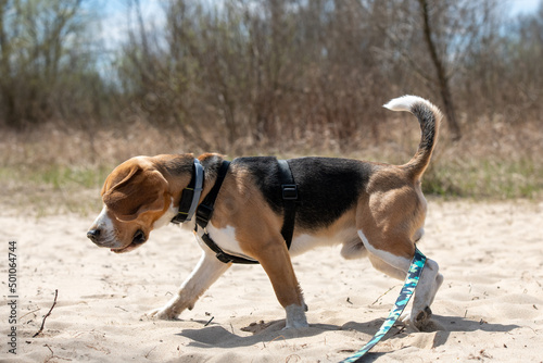 młody beagle na spacerze