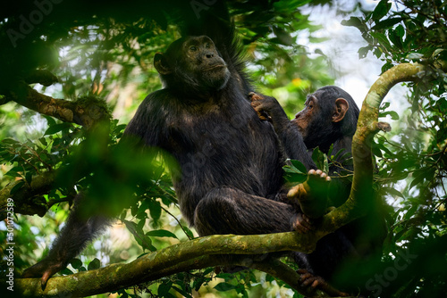 Chimpanzee, Pan troglodytes, on the tree in Kibale National Park, Uganda, dark forest. Black monkey in the nature, Uganda in Africa. Chimpanzee in habitat, wildlife nature. Monkey primate resting.