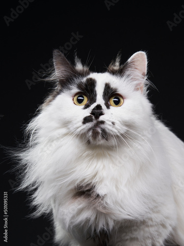 funny black and white munchkin cat. Pet on a black background in studio