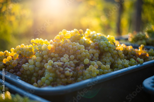 Green vine grapes. Grapes for making wine in the harvesting crate.