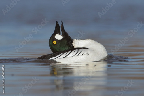 Common goldeneye (Bucephala clangula) male courtship display.