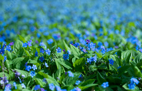 Ułudka wiosenna, niebieskie delikatne wiosenne kwiatuszki. Omphalodes verna