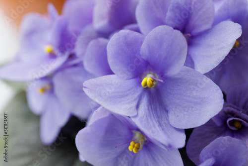 blooming violets in a pot close-up