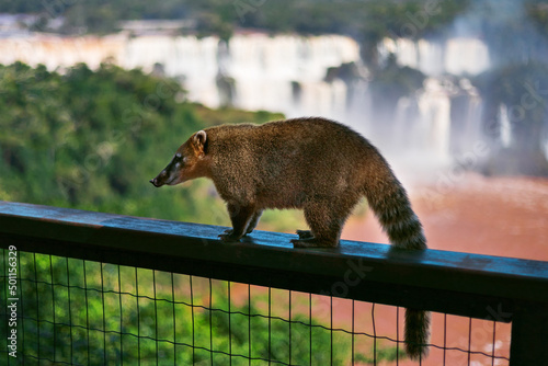 coati walking on the fence with the background of iguazu falls and nature