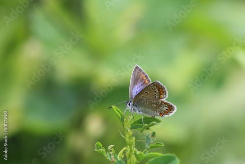 Motyl modraszek ikar na zielonym tle