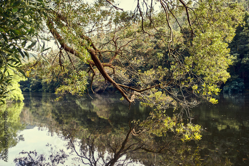 Bucolic landscape. Reflection of the branches of a tree on the surface of a river or lake.