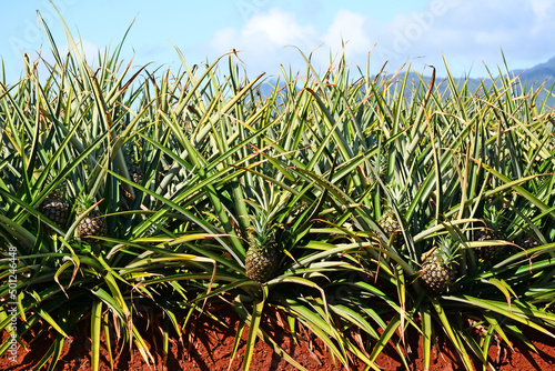 Young pineapple fields growing on the northshore of Oahu in Hawaii near Dole plantation