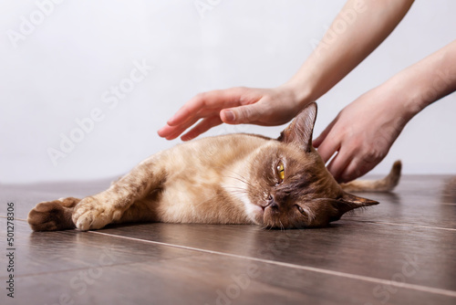Owner petting burmese cat lies on floor.