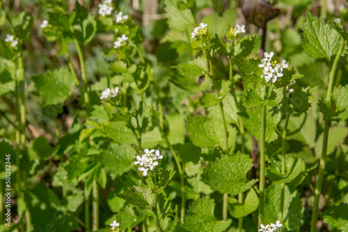 Alliaria petiolata, or garlic mustard, is a biennial flowering plant in the mustard family