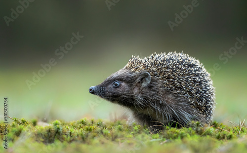 Cute hedgehog in the grass
