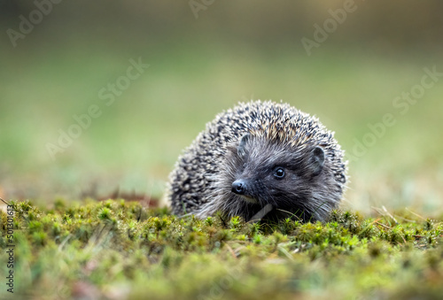 Cute hedgehog in the grass