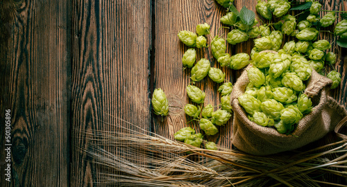 The main brewery ingredients- are green hop cones in a linen sack and barley ears on a rustic aged wooden table surface. Oktoberfest beer concept. Product flat lay background.