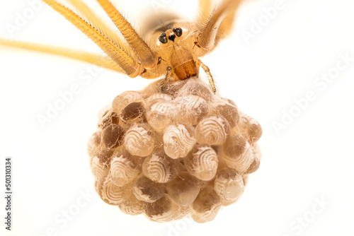 Daddy long-legs house spider (Pholcus phalangioides) holding its eggs on a white background