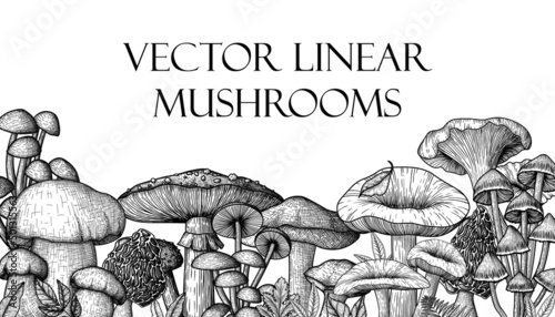 Vector illustration of forest mushrooms in engraving style. Linear graphic fly agaric, chanterelles, porcini mushrooms, honey agarics, moreli, mycenae, russula, boletus