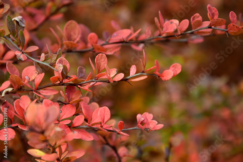 red leaves on a bush during autumn