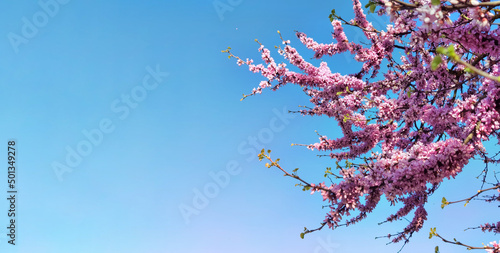 redbuds trees with pink flowers in easter spring season in ioannina city, greece