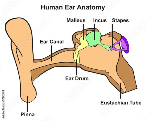 Human ear anatomy infographic diagram outer middle and inner ear with parts pinna ear canal drum malleus incus stapes and eustachian tube for biology science education and medical healthcare vector