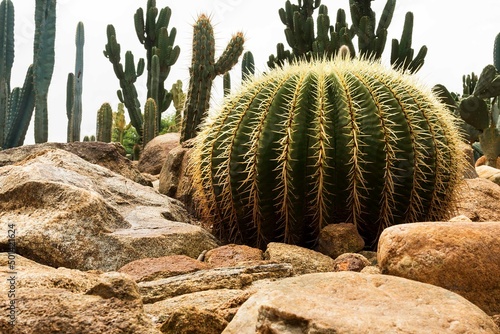 Cactaceae é uma família botânica de arbustos, árvores, ervas, lianas e subarbustos representada pelos cactos ou catos. São aproximadamente 142 gêneros e 1793 espécies aceitas.