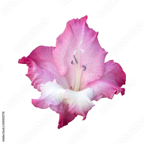Pink gladiolus flower isolated on white background